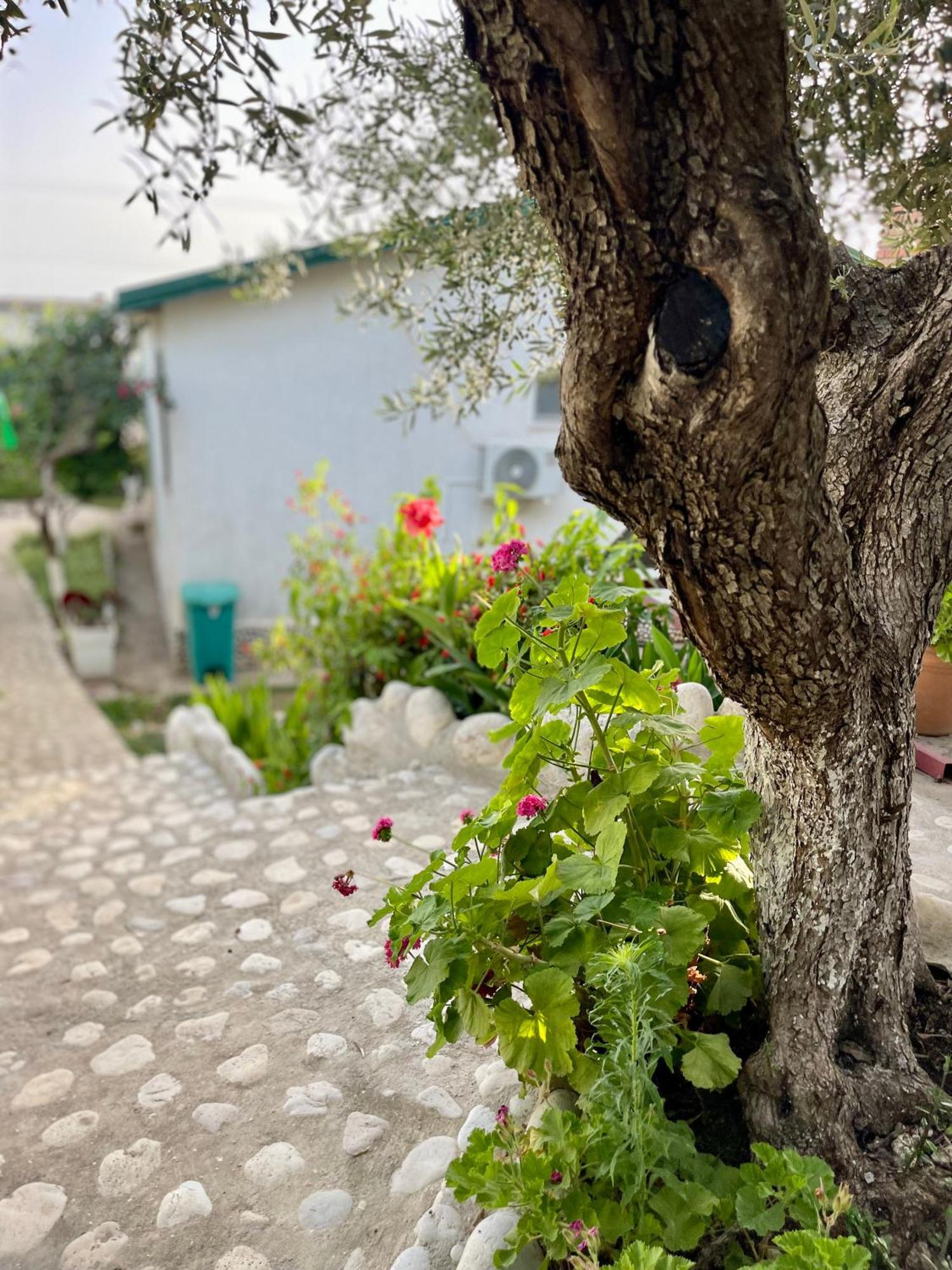 Chalet Ambel Dhërmi Dış mekan fotoğraf